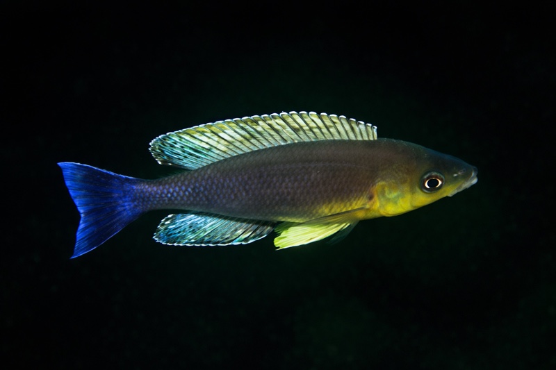 Cyprichromis sp. 'leptosoma jumbo' Cape Nangu